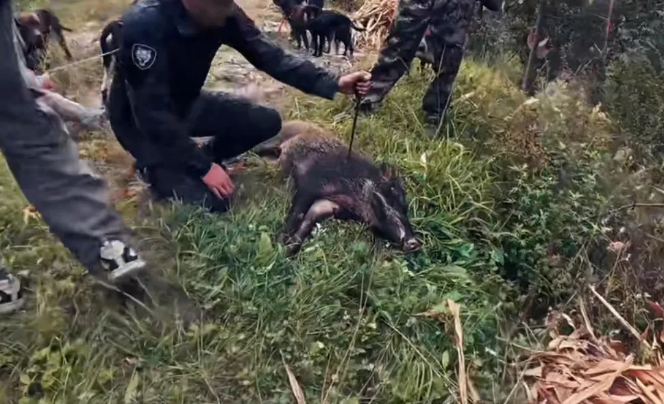 野猪致害26省，多地招募“野猪猎人”！