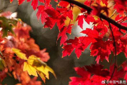 美！霜叶红于二月花