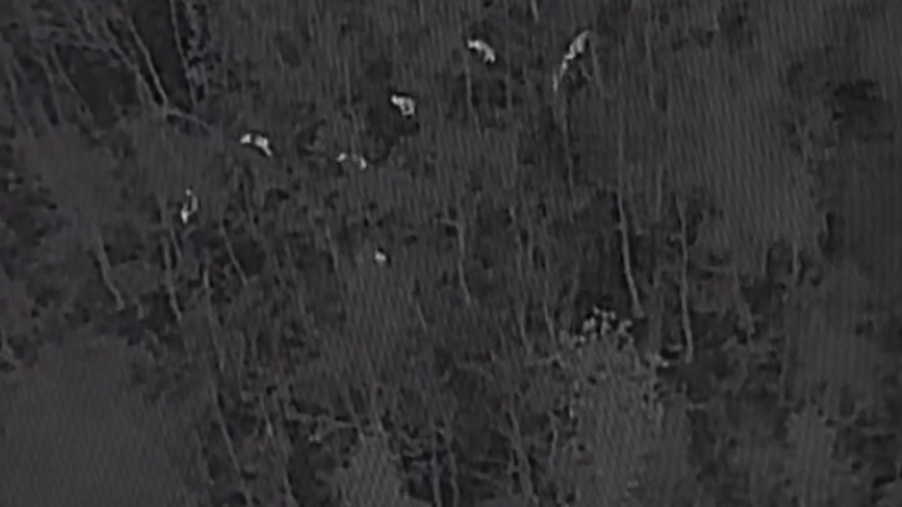 河南一地出现近2000头野猪,直击猎捕现场→ 河南一地出现近2000头野猪,直击猎捕现场→