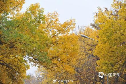 专属秋天的浪漫 北京街头白蜡树叶金黄似金色长廊