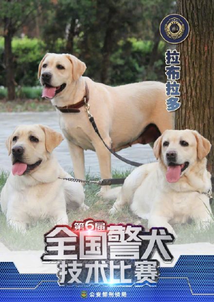 警汪集合!中国警犬犬种速览 警汪集合!中国警犬犬种速览
