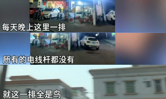 广东一社区大量燕子聚集，一不留神就会“惹屎上身”