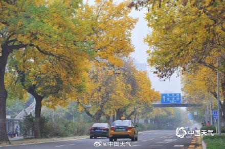 专属秋天的浪漫 北京街头白蜡树叶金黄似金色长廊
