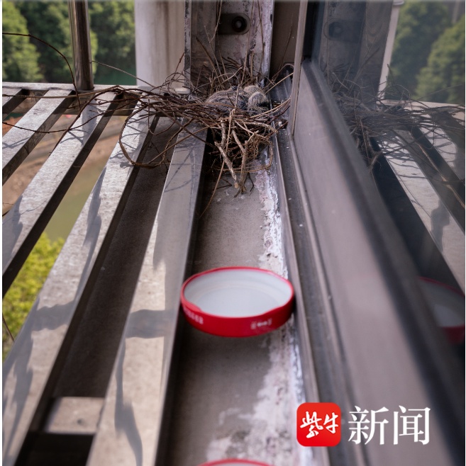 窗台来了特殊“客人”还孵了两只雏鸟，暖心市民除了喂食，尽量不开窗户惊扰它们