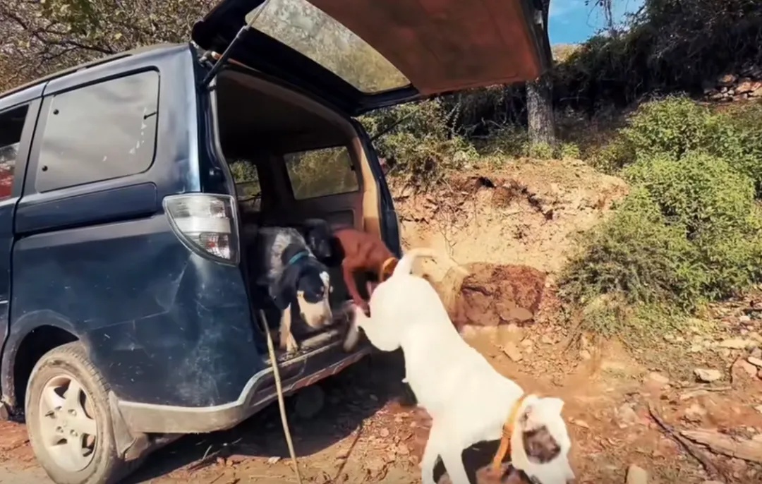 野猪致害26省，多地招募“野猪猎人”！