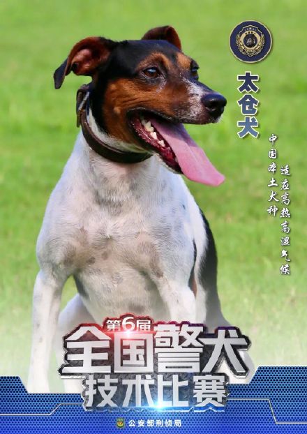 最优秀的猎犬犬种图片