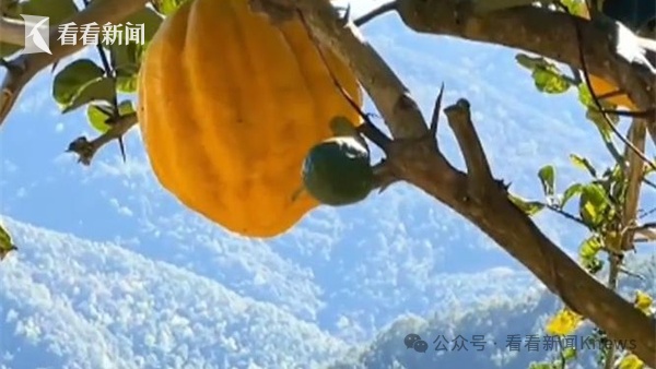 千万别碰！千万别碰！上海突然大量涌现