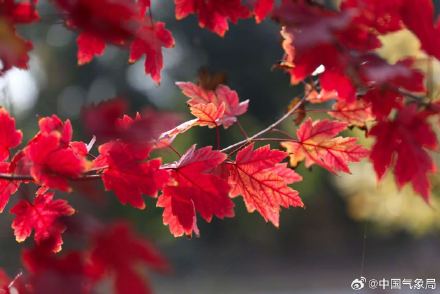 美！霜叶红于二月花