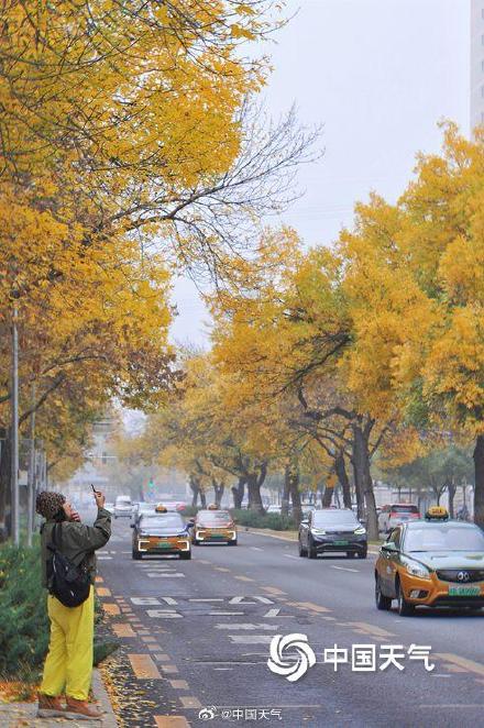 专属秋天的浪漫 北京街头白蜡树叶金黄似金色长廊