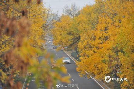 专属秋天的浪漫 北京街头白蜡树叶金黄似金色长廊