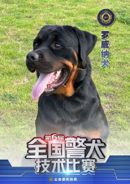 警汪集合!中国警犬犬种速览 警汪集合!中国警犬犬种速览
