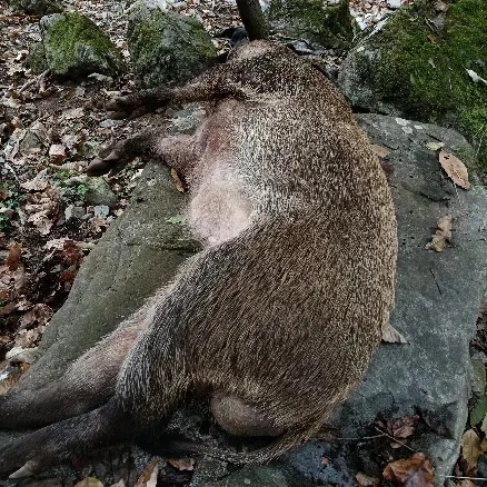 野猪致害26省，多地招募“野猪猎人”！