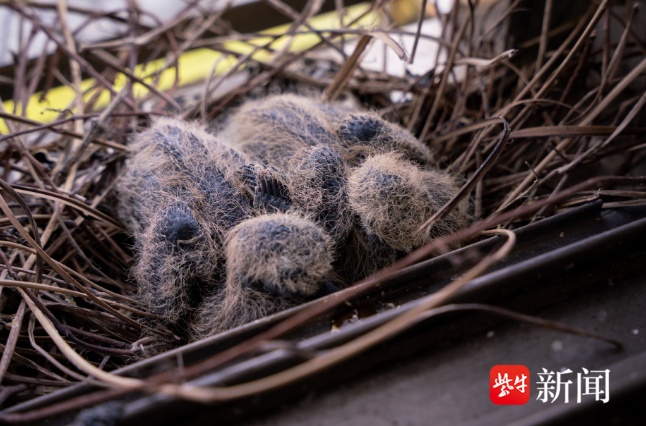 窗台来了特殊“客人”还孵了两只雏鸟，暖心市民除了喂食，尽量不开窗户惊扰它们