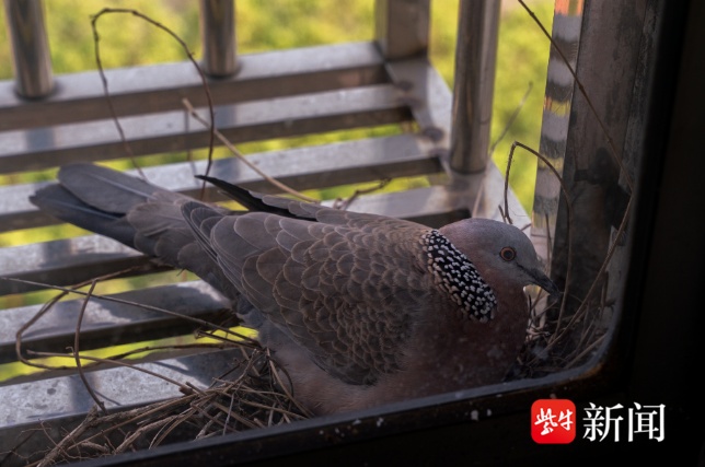 窗台来了特殊“客人”还孵了两只雏鸟，暖心市民除了喂食，尽量不开窗户惊扰它们