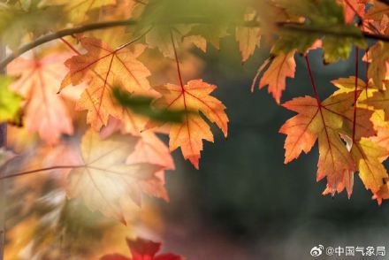 美！霜叶红于二月花