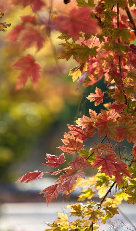 美！霜叶红于二月花