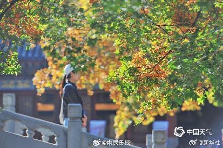 绿色→黄色→红色 北京香山枫叶最佳观赏期将至