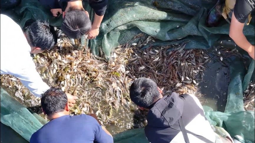 大丰收！浙江送去新疆的“沙漠螃蟹”，上市了
