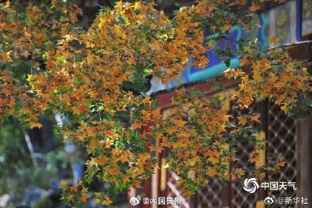 绿色→黄色→红色 北京香山枫叶最佳观赏期将至