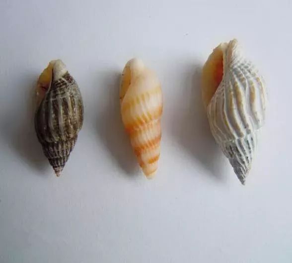 擅自捕食癞蛤蟆，文昌3村民中毒，其中1人死亡