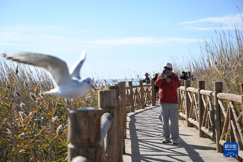 美丽中国|金秋额济纳美景引游人 美丽中国|金秋额济纳美景引游人