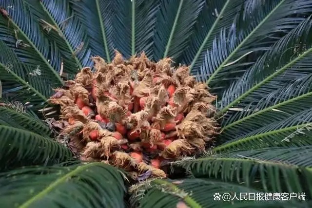 误食可能中毒!这些路边的野果你不要采 误食可能中毒!这些路边的野果你不要采