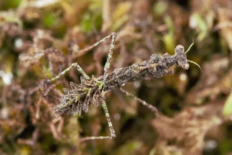 伪装能力超强!秦岭又双叒发现新物种→ 伪装能力超强!秦岭又双叒发现新物种→