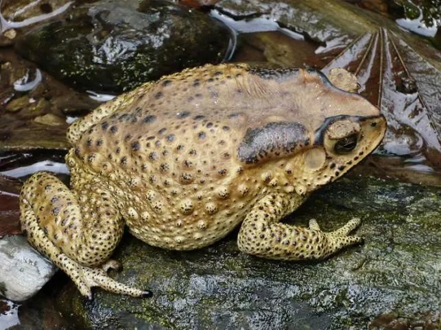 擅自捕食癞蛤蟆，文昌3村民中毒，其中1人死亡