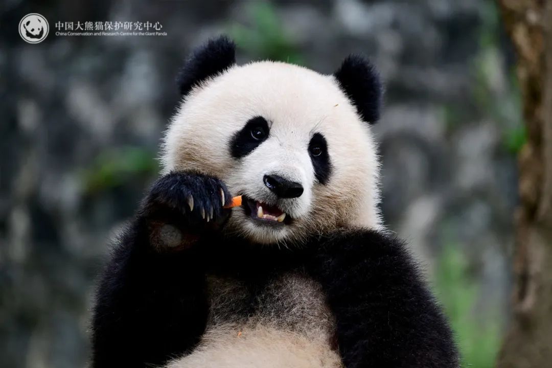 启程！大熊猫“宝力”“青宝”将开启10年旅居生活