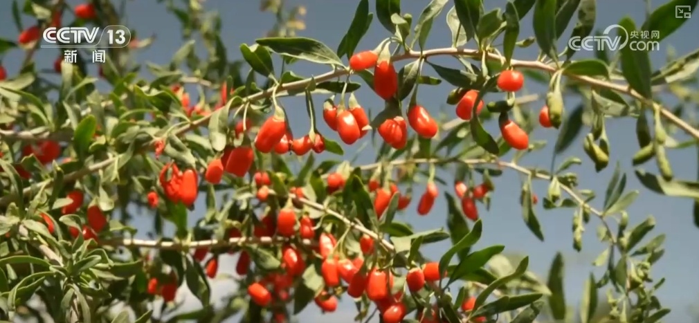 “土特产”变身“新潮品” 成群众持续增收“金钥匙” “土特产”变身“新潮品” 成群众持续增收“金钥匙”