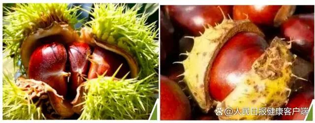 误食可能中毒!这些路边的野果你不要采 误食可能中毒!这些路边的野果你不要采