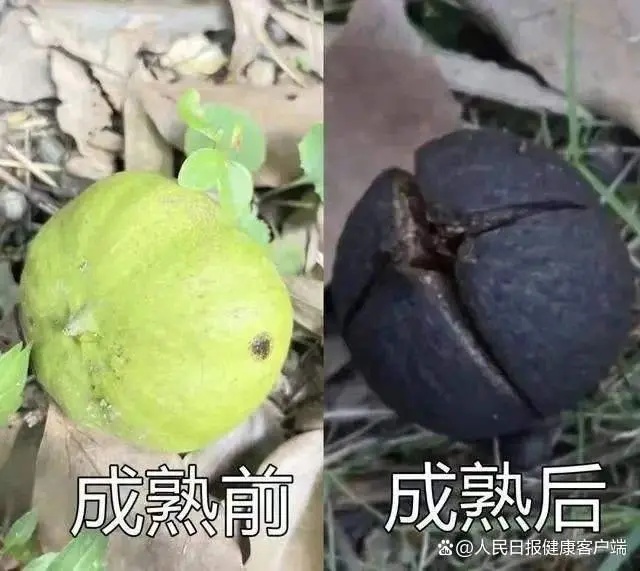 误食可能中毒!这些路边的野果你不要采 误食可能中毒!这些路边的野果你不要采