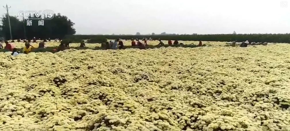 “土特产”变身“新潮品” 成群众持续增收“金钥匙” “土特产”变身“新潮品” 成群众持续增收“金钥匙”