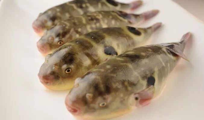 擅自捕食癞蛤蟆，文昌3村民中毒，其中1人死亡