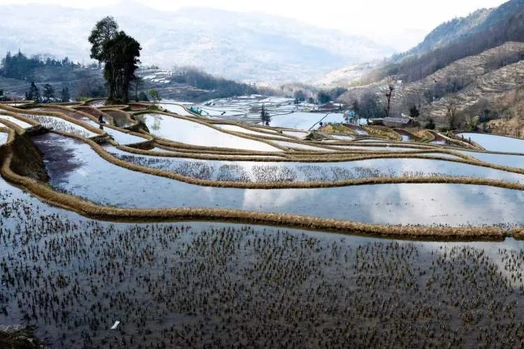 突然爆红的哀牢山究竟什么样？这些上海市民曾去过