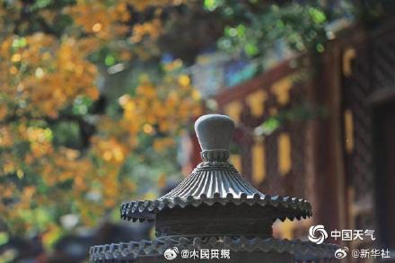 绿色→黄色→红色 北京香山枫叶最佳观赏期将至