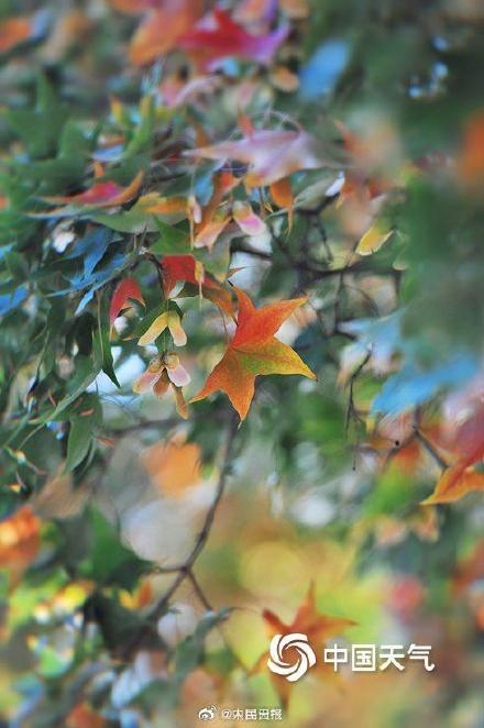绿色→黄色→红色北京香山枫叶开启渐变模式