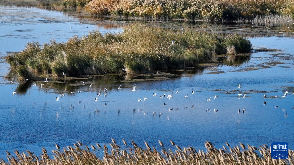 美丽中国|金秋额济纳美景引游人 美丽中国|金秋额济纳美景引游人