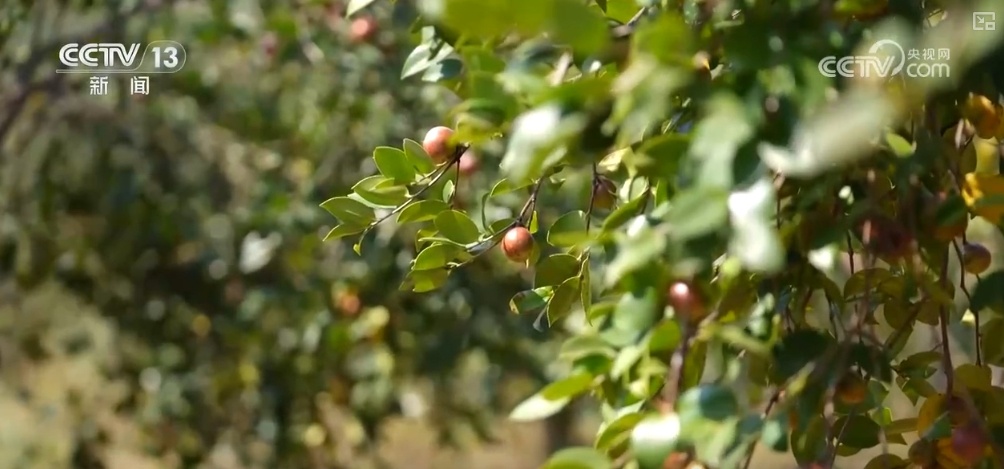 “土特产”变身“新潮品” 成群众持续增收“金钥匙” “土特产”变身“新潮品” 成群众持续增收“金钥匙”