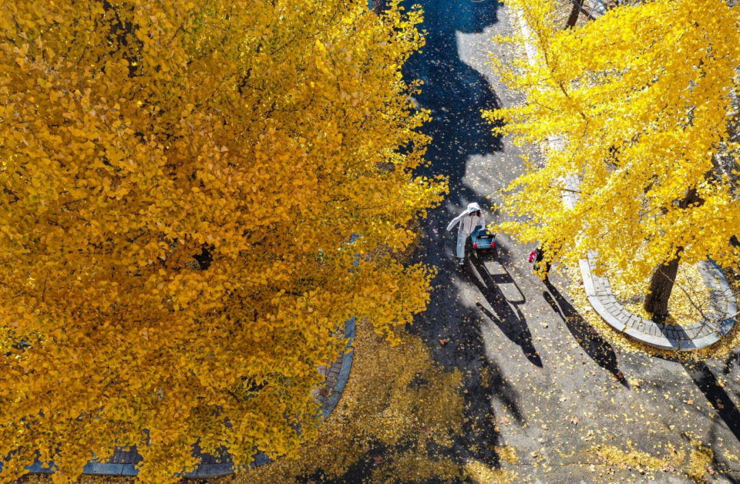 沈阳近期大量出现！别乱吃乱碰！有毒！