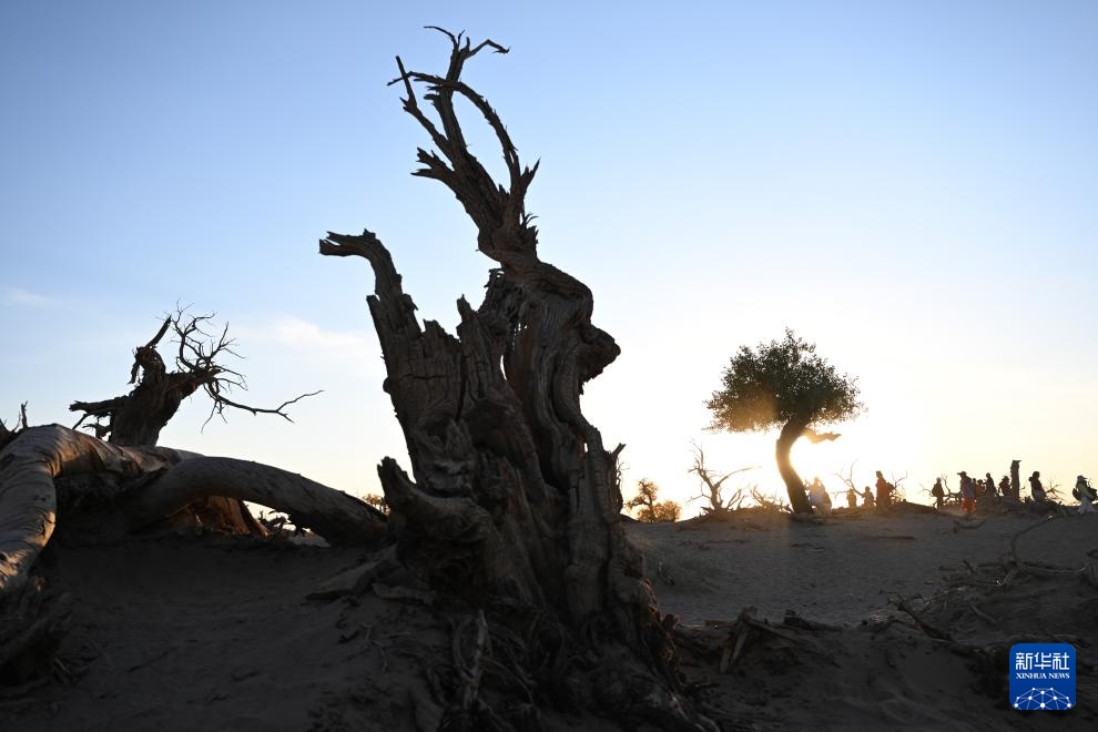 美丽中国|金秋额济纳美景引游人 美丽中国|金秋额济纳美景引游人