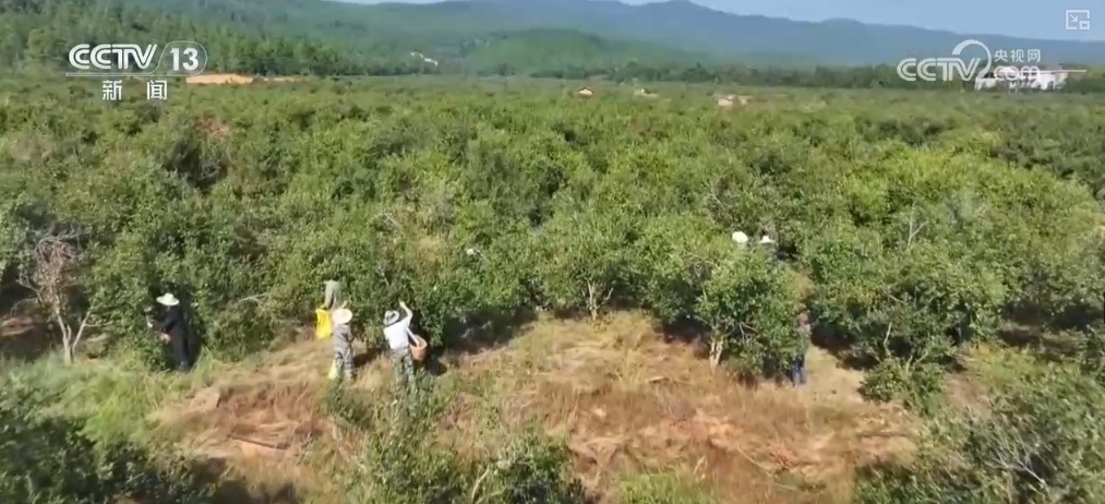 “土特产”变身“新潮品” 成群众持续增收“金钥匙” “土特产”变身“新潮品” 成群众持续增收“金钥匙”