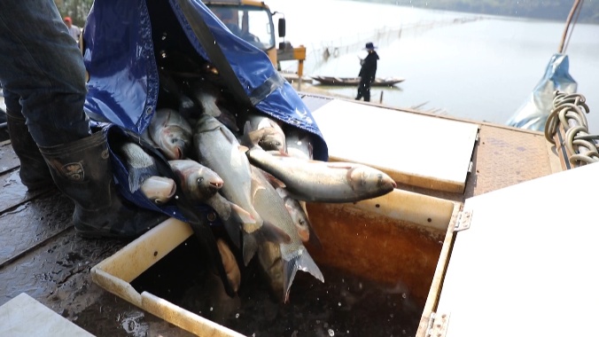 江西彭泽：渔工秋捕打鱼忙