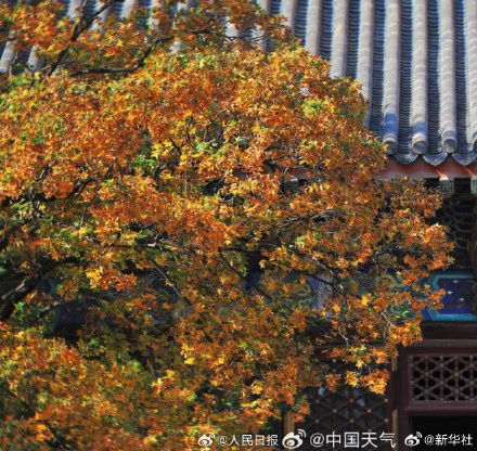 绿色→黄色→红色 北京香山枫叶最佳观赏期将至