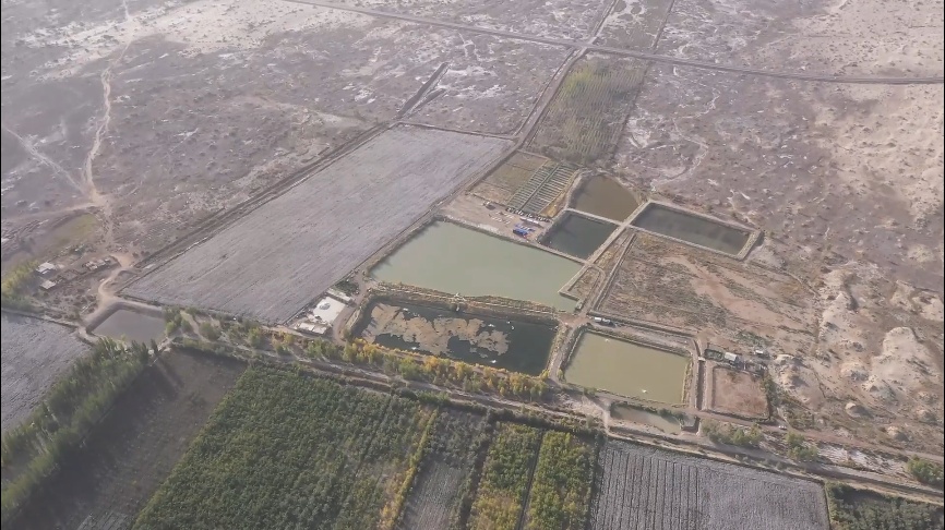 大丰收！浙江送去新疆的“沙漠螃蟹”，上市了