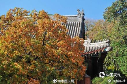 绿色→黄色→红色 北京香山枫叶最佳观赏期将至