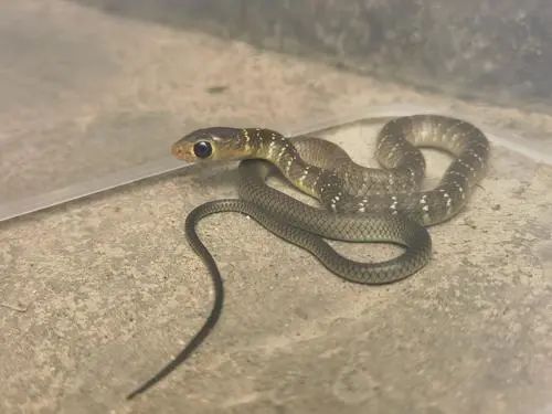 广西官宣：这10种野生动物可以人工养殖！