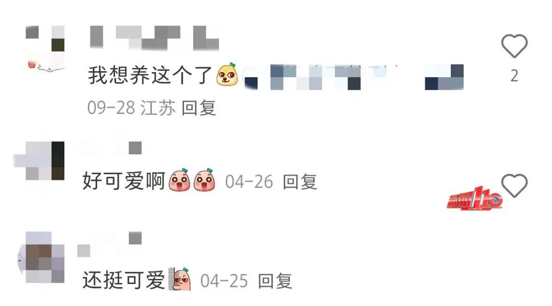 现在都流行这个?家长傻眼:孩子说要养它 现在都流行这个?家长傻眼:孩子说要养它