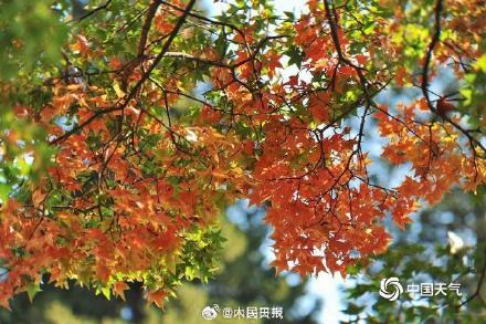 绿色→黄色→红色北京香山枫叶开启渐变模式