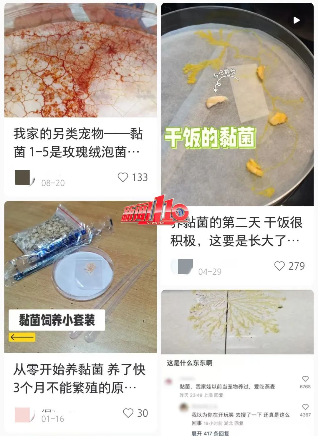 现在都流行这个?家长傻眼:孩子说要养它 现在都流行这个?家长傻眼:孩子说要养它